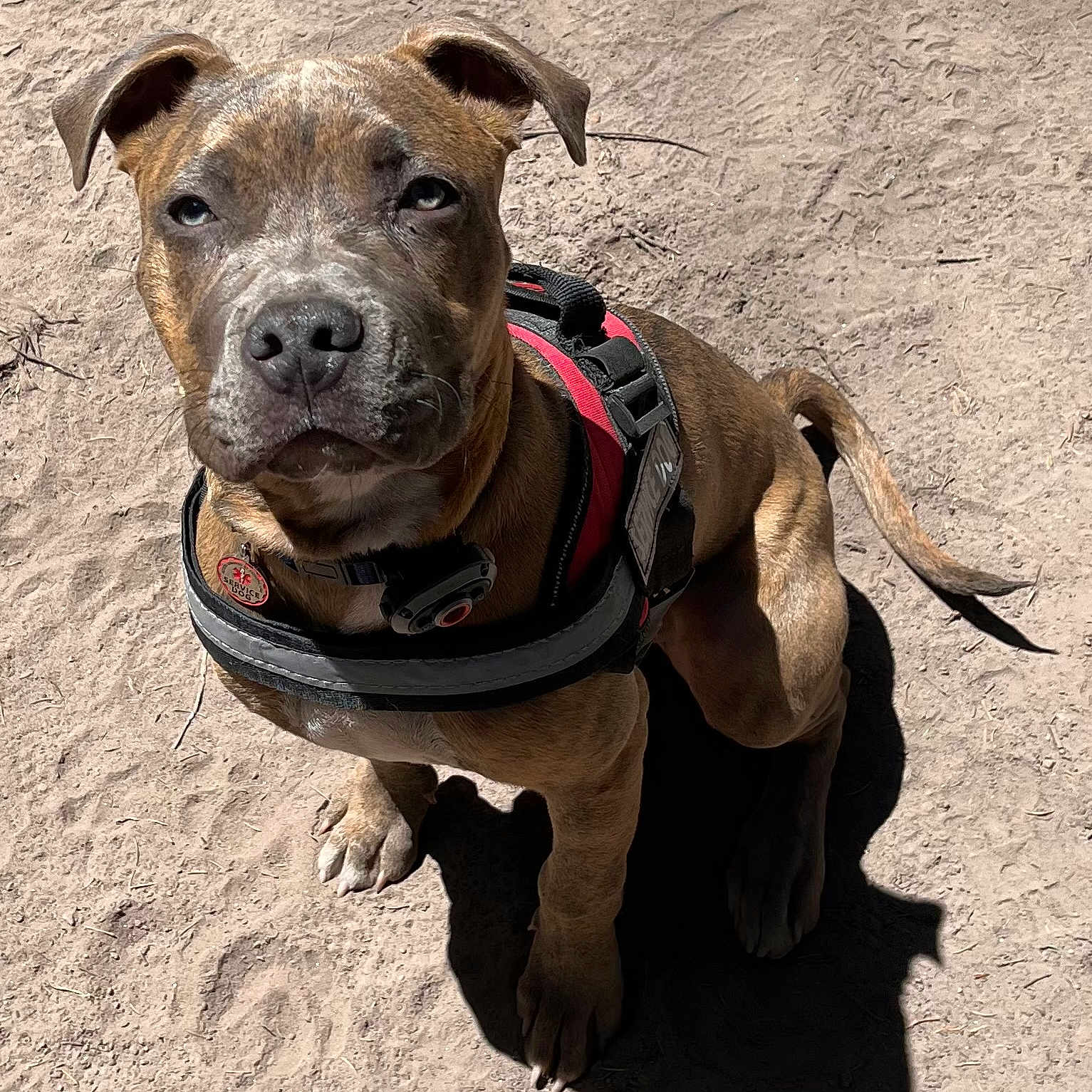 Daisy joined the competition — help win amazing prizes! animal, brindle, brown, canine, closeup, collar, daylight, dog, ears, fur, harness, outdoor, pet, puppy, sand, shadow, sitting, sunlight, tail, young