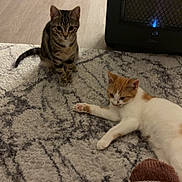 Atlas a rejoint le concours — aidez-le/la à gagner de superbes lots ! kitten, cat, pets, indoor, rug, floor, heater, patterned_rug, brown_tabby, white_and_orange_cat, curious, relaxed, cozy, paw, furniture, home, warm, knit_sock, foot, domestic