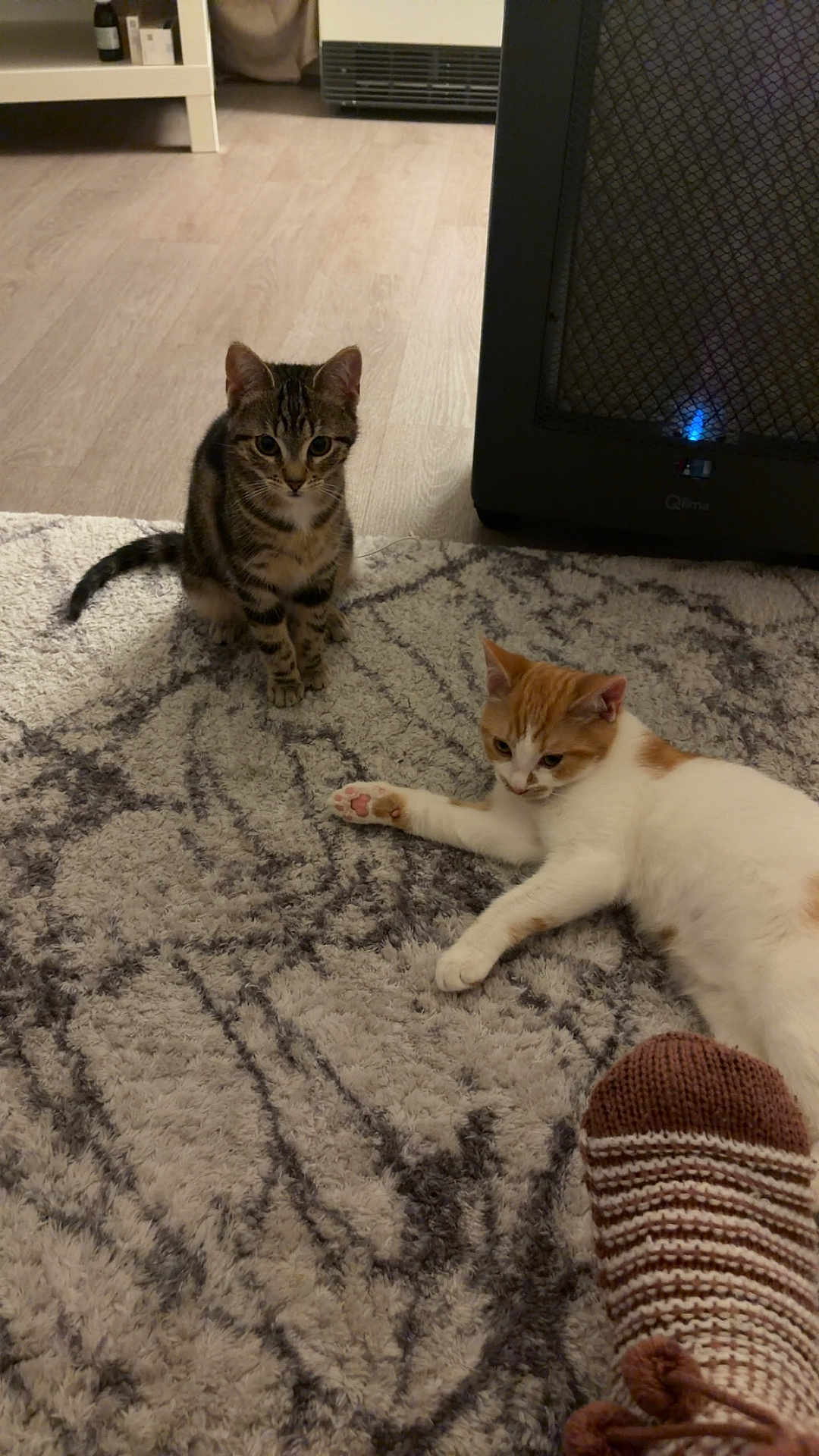 Atlas a rejoint le concours — aidez-le/la à gagner de superbes lots ! kitten, cat, pets, indoor, rug, floor, heater, patterned_rug, brown_tabby, white_and_orange_cat, curious, relaxed, cozy, paw, furniture, home, warm, knit_sock, foot, domestic