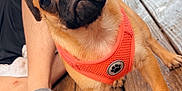 Daisy joined the competition — help win amazing prizes! puppy, dog, pug, pet, orange_harness, wooden_deck, leash, person, legs, slipper, outdoor, close_up, animal, cute, young_dog, canine, pet_accessory, brown_fur, small_dog, companion