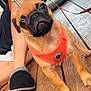 puppy, dog, pug, pet, orange_harness, wooden_deck, leash, person, legs, slipper, outdoor, close_up, animal, cute, young_dog, canine, pet_accessory, brown_fur, small_dog, companion