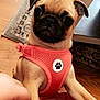 pug, puppy, dog, pet, harness, coral_color, indoor, hand, flooring, rug, curious, small_dog, brown_fur, black_muzzle, close_up, animal, cute, domestic_animal, companion, friendly