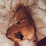 dog, sleeping, brown_dog, blanket, fluffy, cozy, resting, paw, fur, indoor, relaxation, nap, cute, small_dog, pet, animal, comfort, soft_texture, couch, peaceful