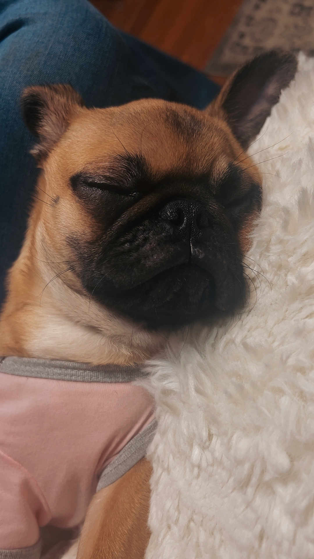 Daisy