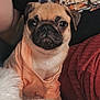 dog, pug, pet, animal, cute, clothing, shirt, indoor, blanket, cushion, cozy, fur, face, portrait, expression, sitting, small_dog, companion, domestic_animal, comfort