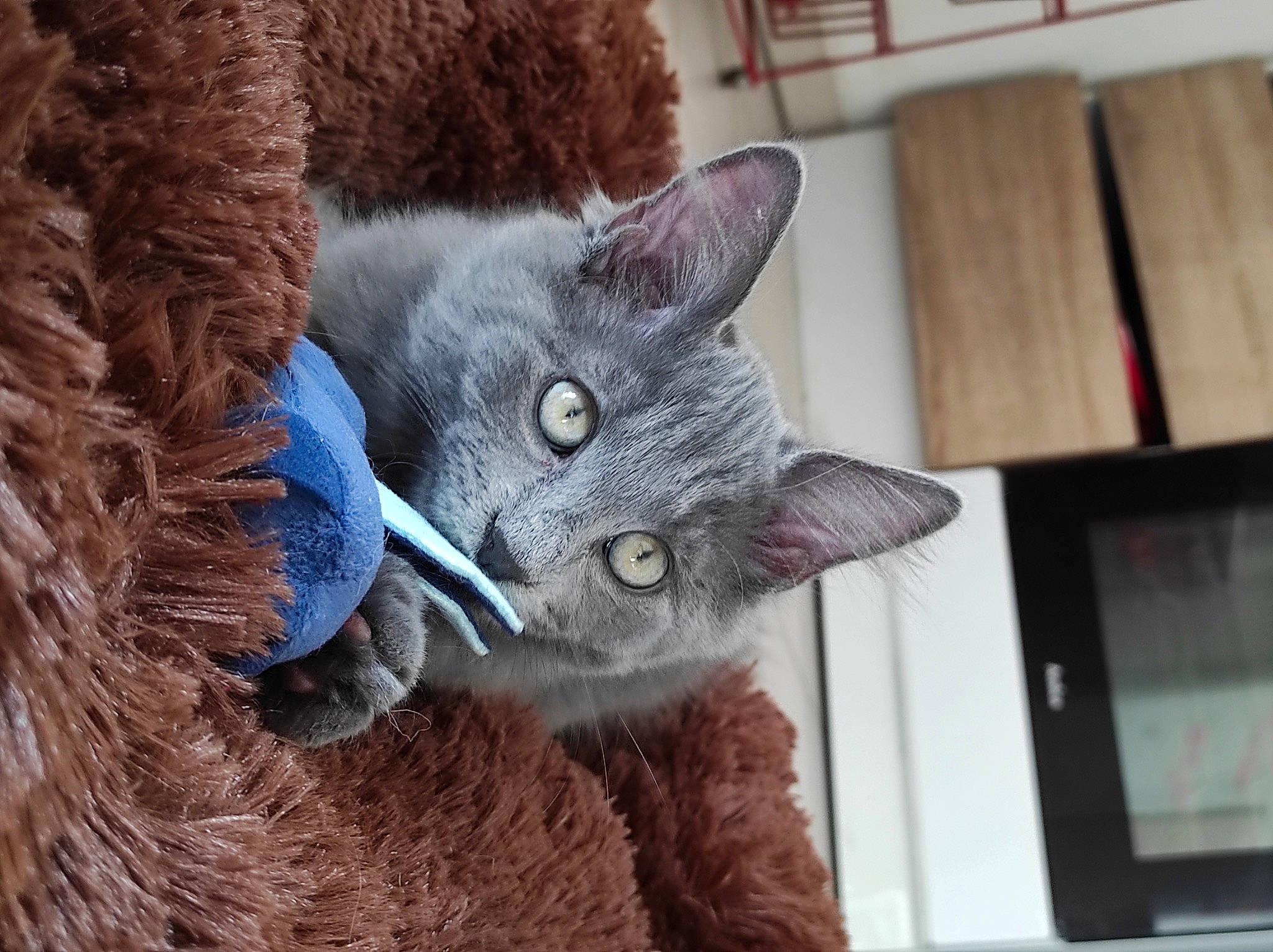 Ronflex a rejoint le concours — aidez-le/la à gagner de superbes lots ! carnivore, cat, claw, domestic_short_haired_cat, electric_blue, felidae, fur, grey, home_appliance, mammal, natural_material, paw, russian_blue, small_to_medium_sized_cats, snout, tail, terrestrial_animal, vertebrate, whiskers