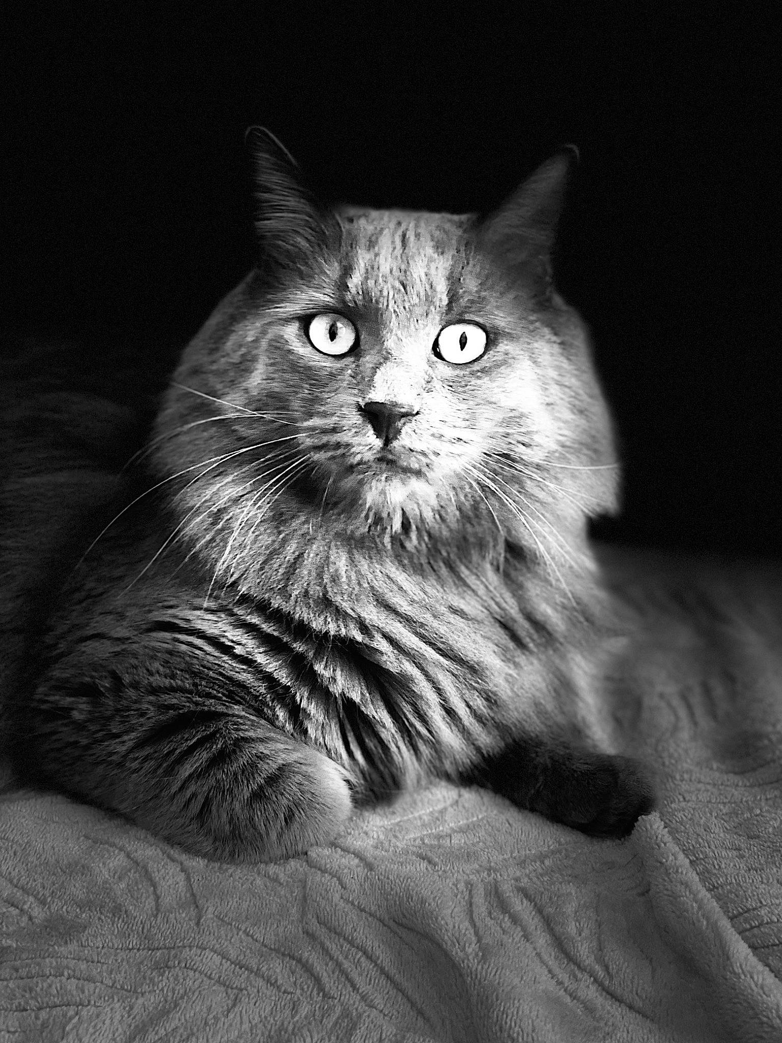 Ronflex participe au concours pour gagner de l'argent avec cette photo : carnivore, cat, darkness, domestic_short_haired_cat, felidae, fur, grey, iris, monochrome, monochrome_photography, paw, sitting, small_to_medium_sized_cats, snout, terrestrial_animal, whiskers, wildlife