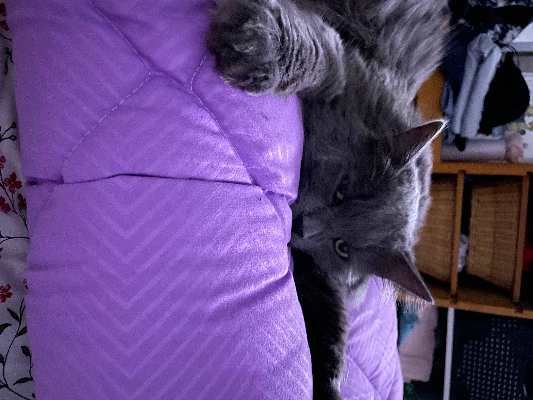 Ronflex a rejoint le concours — aidez-le/la à gagner de superbes lots ! canidae, carnivore, cat, comfort, companion_dog, dog_breed, domestic_short_haired_cat, electric_blue, feather, felidae, fur, grey, linens, magenta, purple, small_to_medium_sized_cats, tail, textile, violet, whiskers