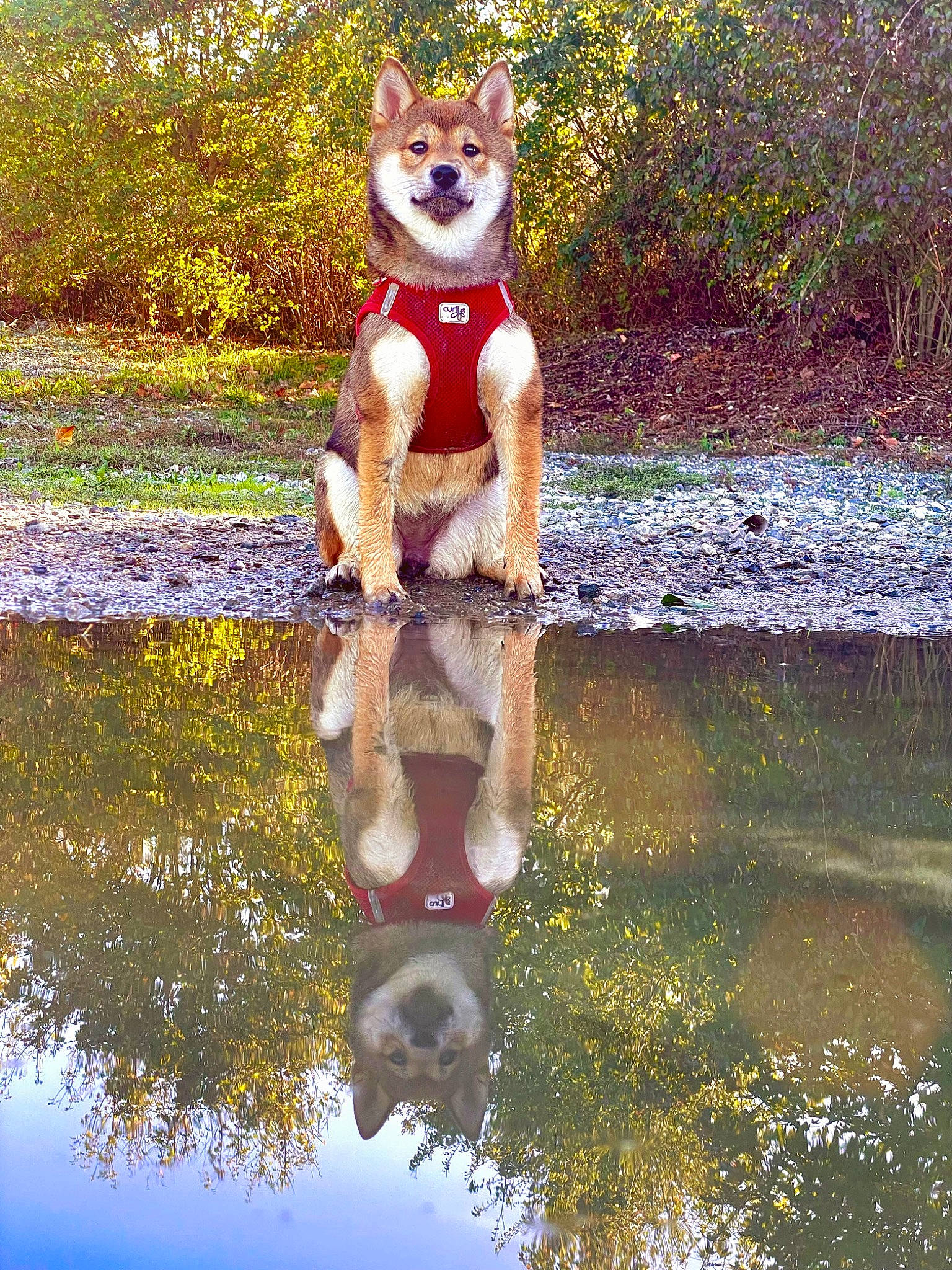 Yumi a rejoint le concours — aidez-le/la à gagner de superbes lots ! canidae, carnivore, companion_dog, dog, dog_breed, fawn, fox, grass, happy, lake, people_in_nature, plant, reflection, sporting_group, tail, terrestrial_animal, toy, tree, water, wildlife