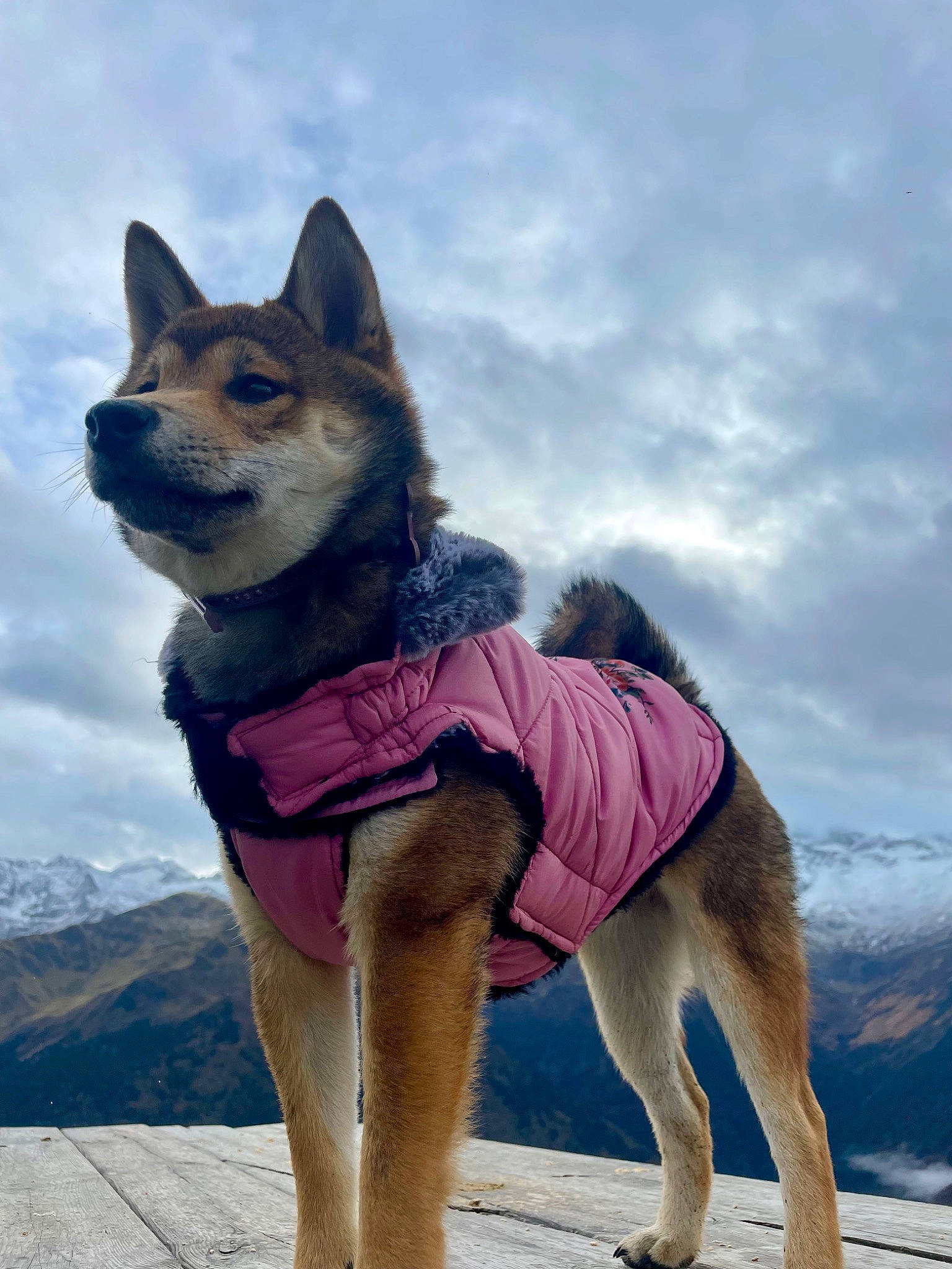 Yumi a rejoint le concours — aidez-le/la à gagner de superbes lots ! art, canidae, carnivore, cloud, companion_dog, dog, dog_breed, dog_clothes, dog_supply, electric_blue, fawn, fun, fur, leash, recreation, sky, smile, snout, sporting_group, working_animal