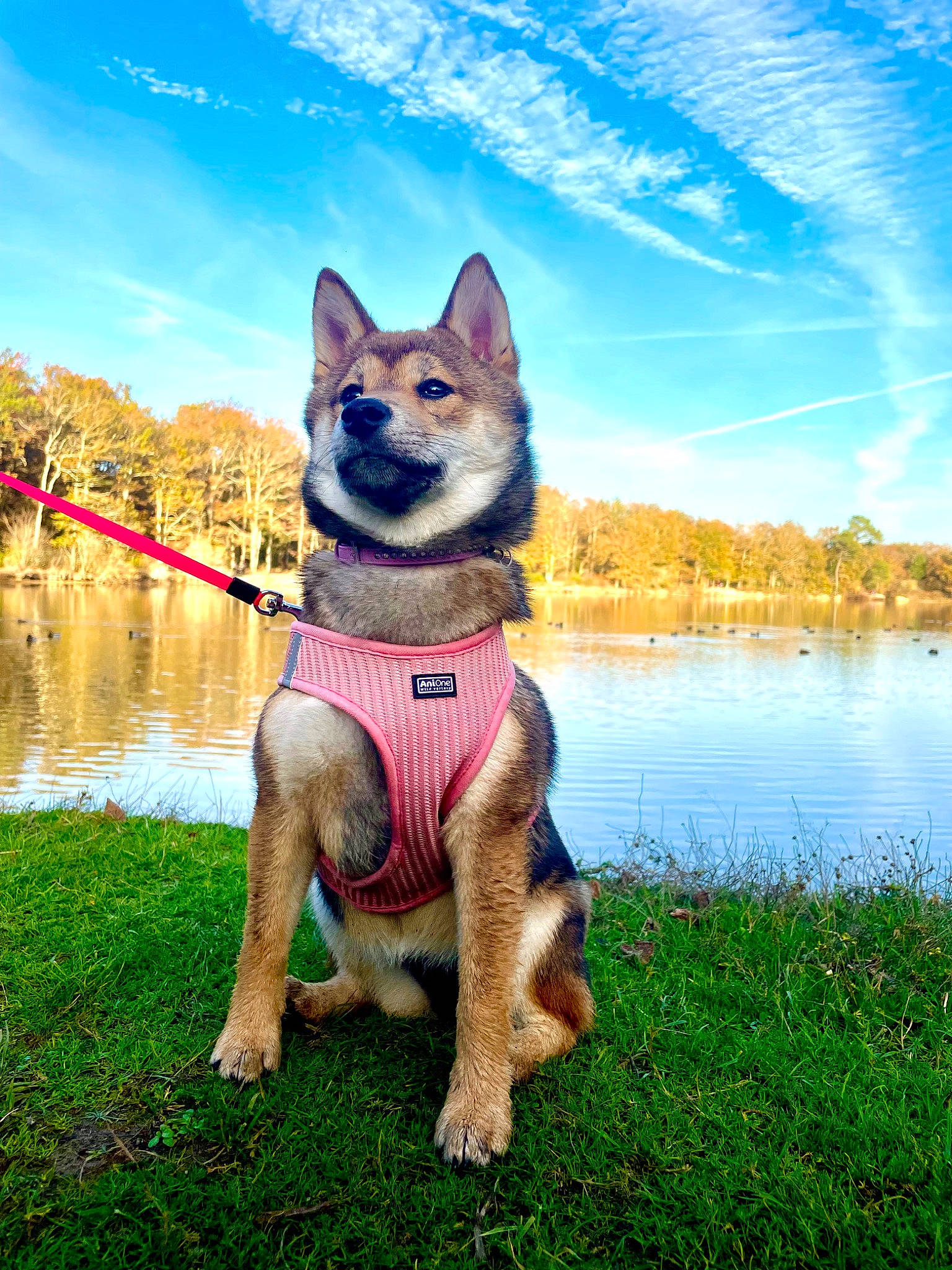 Yumi participe au concours pour gagner de l'argent avec cette photo : art, canidae, carnivore, cloud, companion_dog, dog, dog_breed, electric_blue, fawn, grass, lake, natural_landscape, plant, sky, snout, sporting_group, tail, tree, water, whiskers