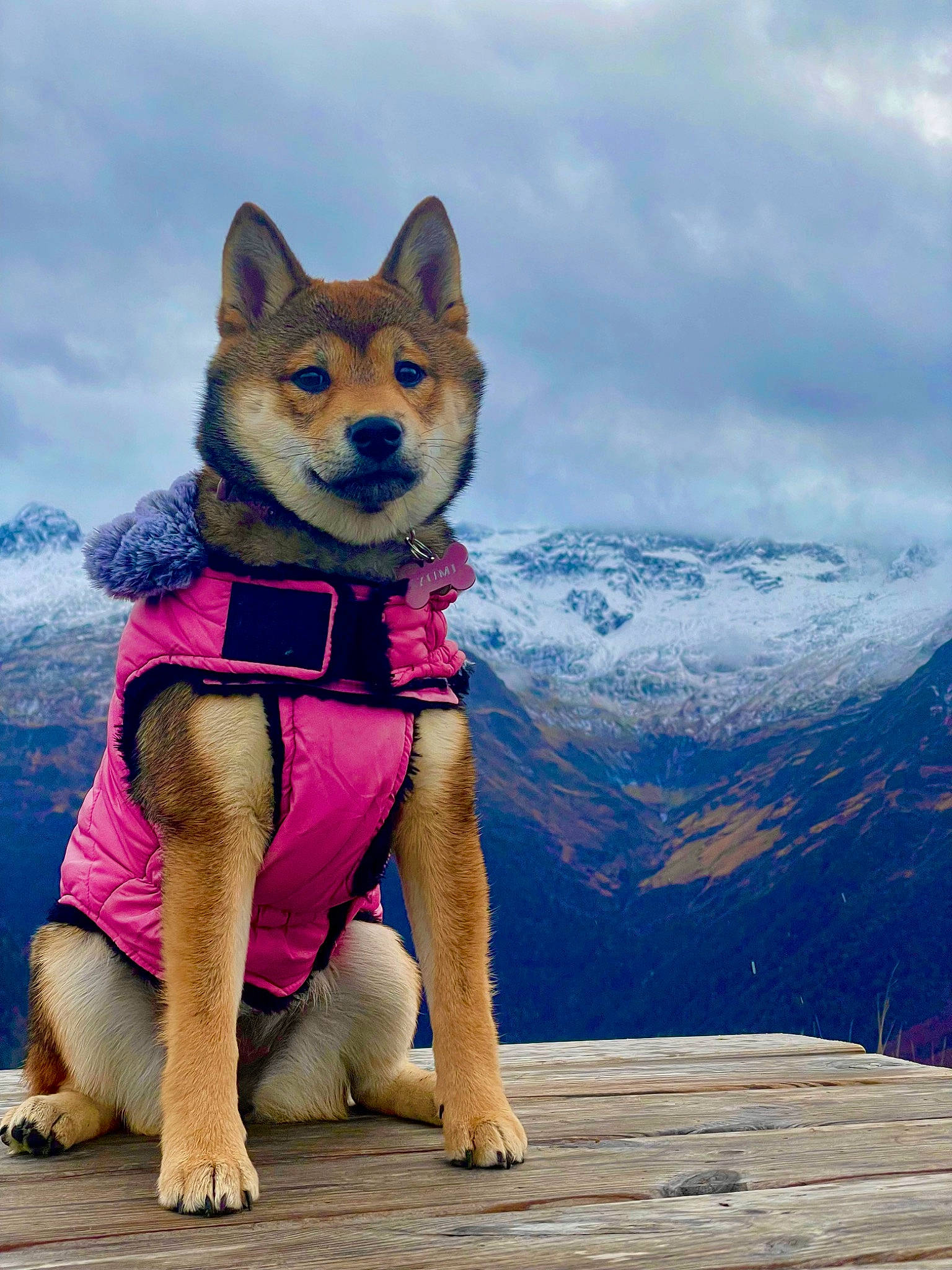 Yumi a rejoint le concours — aidez-le/la à gagner de superbes lots ! adventure, canidae, carnivore, cloud, companion_dog, dog, dog_breed, fawn, fox, fun, fur, hiking, leisure, mountain, people_in_nature, recreation, sky, sporting_group, tail, walking