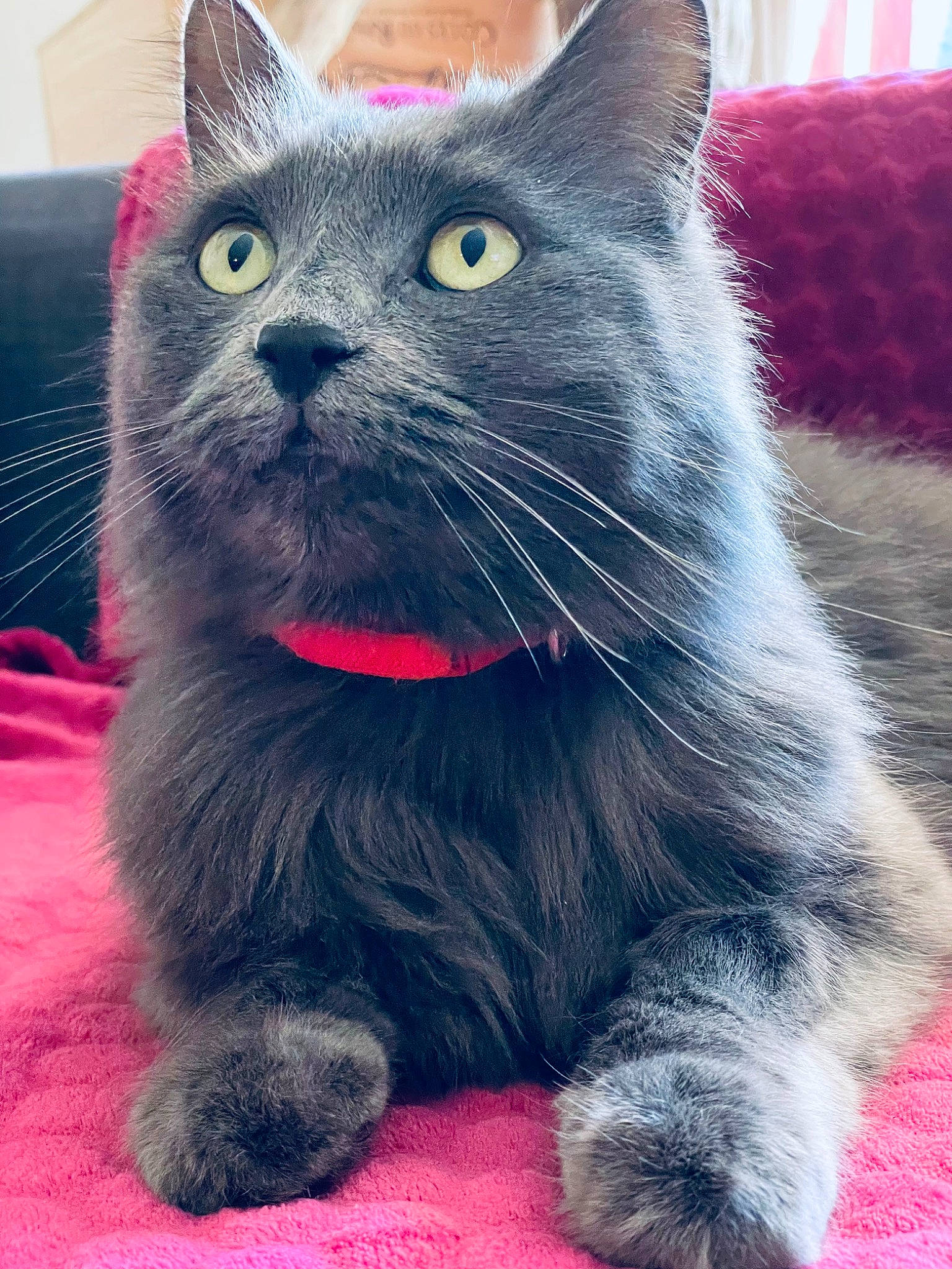 Misty a rejoint le concours — aidez-le/la à gagner de superbes lots ! black_cat, bombay, carnivore, cat, cat_supply, claw, collar, domestic_short_haired_cat, electric_blue, fang, felidae, foot, fur, grey, paw, russian_blue, small_to_medium_sized_cats, snout, terrestrial_animal, whiskers