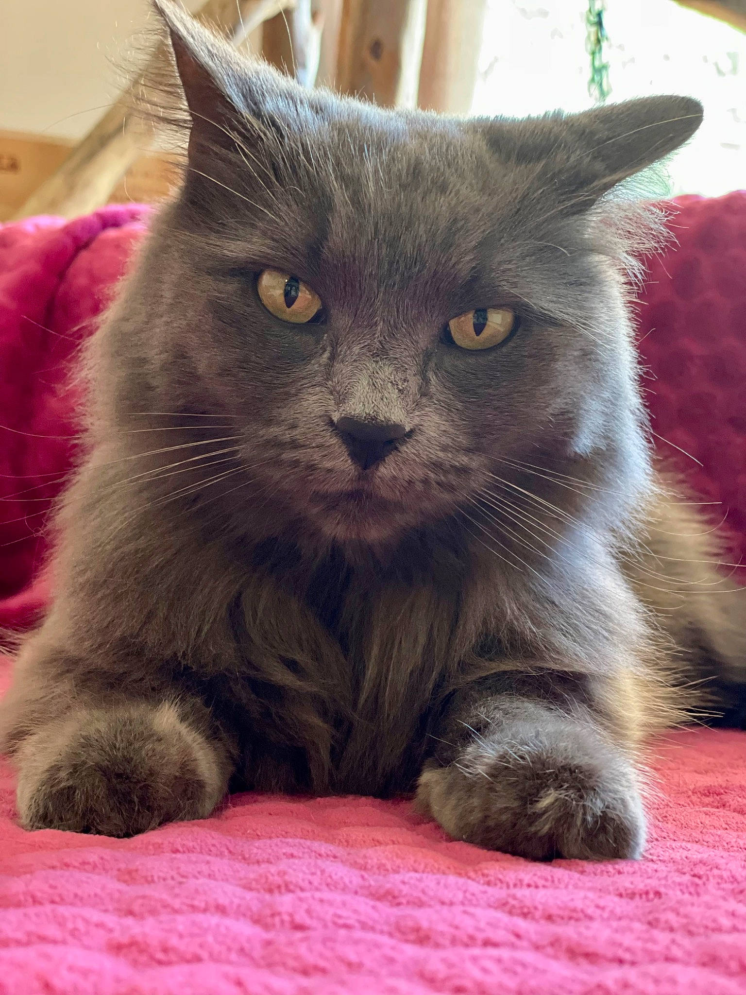 Misty a rejoint le concours — aidez-le/la à gagner de superbes lots ! carnivore, cat, claw, comfort, domestic_short_haired_cat, felidae, fur, grey, russian_blue, small_to_medium_sized_cats, snout, terrestrial_animal, whiskers