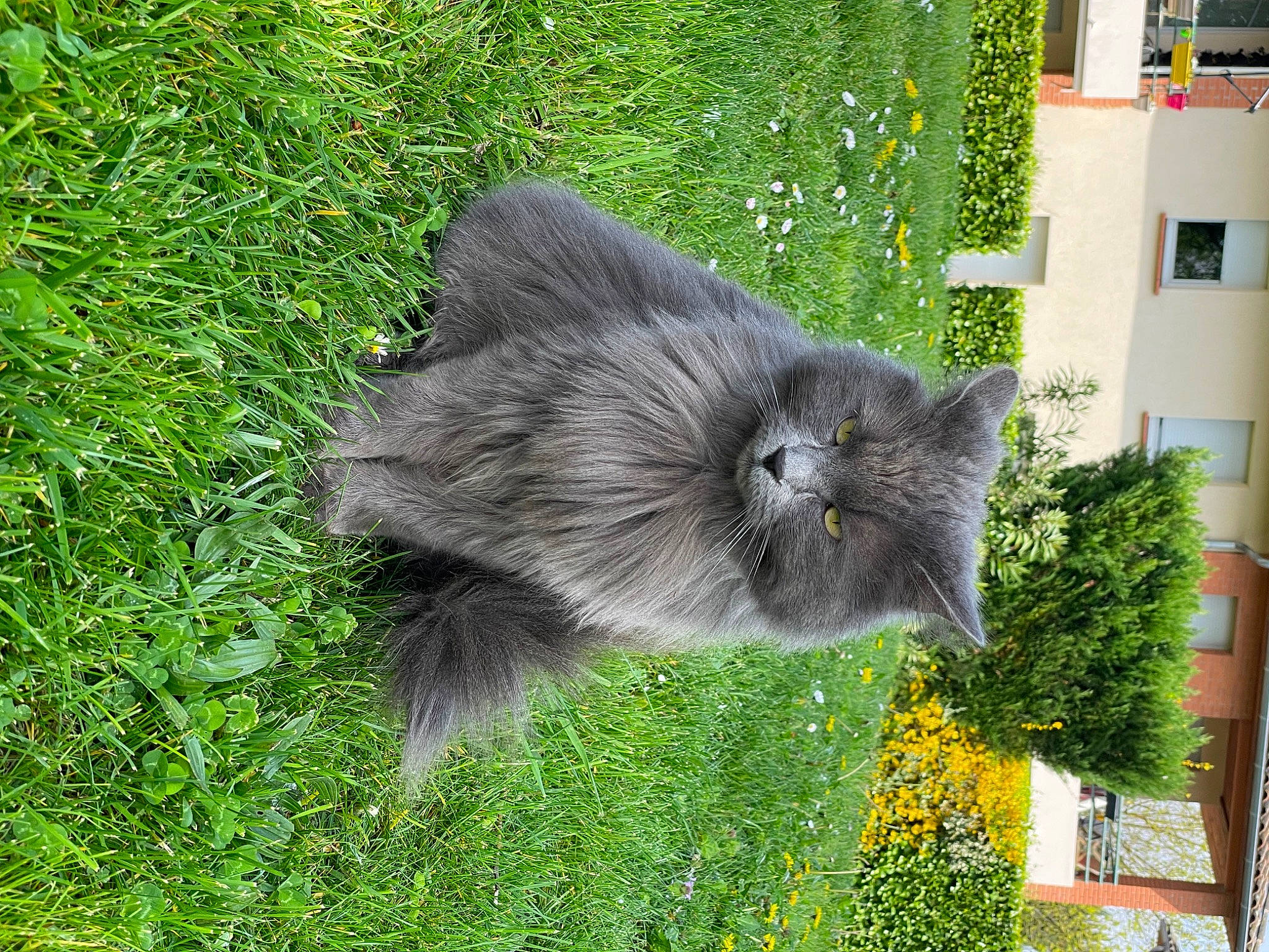 Misty participe au concours pour gagner de l'argent avec cette photo : british_longhair, building, canidae, carnivore, cat, domestic_short_haired_cat, felidae, flower, fur, grass, groundcover, herb, house, plant, small_to_medium_sized_cats, snout, tail, tree, whiskers, window