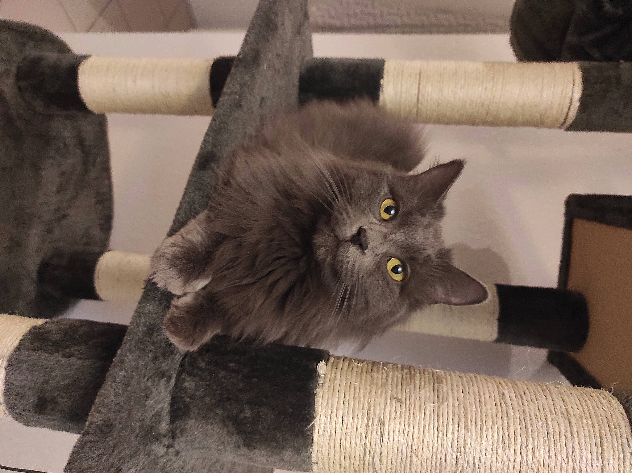 Misty a rejoint le concours — aidez-le/la à gagner de superbes lots ! black_cat, carnivore, cat, chartreux, claw, comfort, domestic_short_haired_cat, fawn, felidae, fur, grey, paw, plant, small_to_medium_sized_cats, snout, tail, whiskers, wood