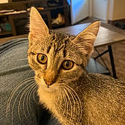 Scarlett joined the competition — help win amazing prizes! cat, kitten, tabby, whiskers, indoor, living_room, furniture, television, door, curious, close_up, pet, animal, young, sitting, lap, soft_light, brown, gray, eyes