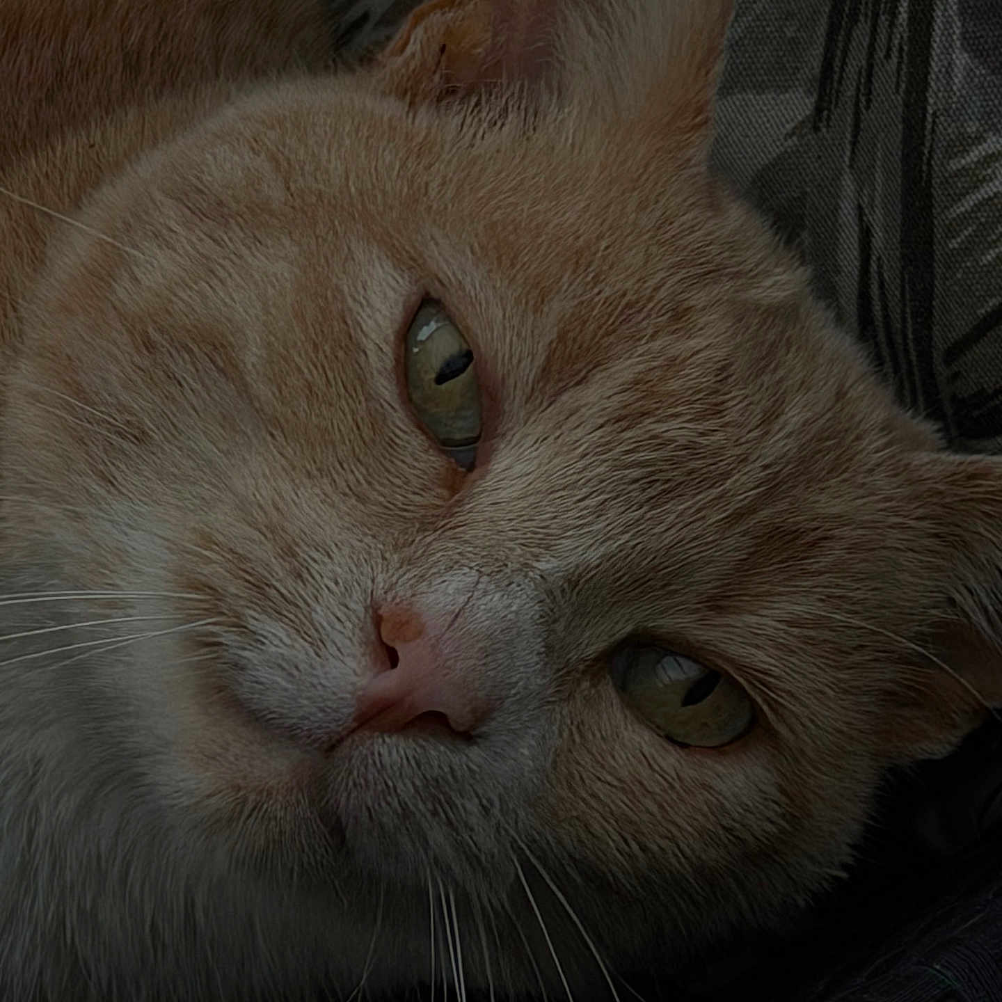 Junior