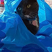 Sasha is registered to the contest to win money with this photo: cat, blue_bag, plastic, pet, indoor, curious, feline, eyes, collar, tag, whiskers, fur, playful, hiding, cozy, closeup, domestic, animal, household, curiosity