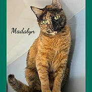 Madalyn is registered to the contest to win money with this photo: cat, tortoiseshell_cat, feline, sitting, portrait, green_eyes, whiskers, ears, fur, fluffy_tail, paws, indoor, wall, corner, close_up, animal, pet, alert, colorful_coat, name_text