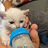 Kai a rejoint le concours — aidez-le/la à gagner de superbes lots ! kitten, white_cat, baby_animal, feeding, bottle, hand, close_up, indoor, soft_fur, cute, sleepy, paws, person, cushion, fabric, home, pet, animal, young, nurturing