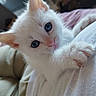 Kai participe au concours pour gagner de l'argent avec cette photo : kitten, cat, white_fur, blue_eyes, close_up, pet, cute, animal, indoor, fur, whiskers, paw, claw, curious, young, soft, adorable, face, portrait, clinging