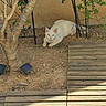 cat, white_cat, animal, pet, outdoor, garden, dirt, plants, tree, wooden_decking, sunlight, nature, relaxed, feline, curious, resting, ground, greenery, daylight, quiet