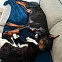 dog, cat, couch, blanket, resting, snuggling, pet, indoor, animal, relaxing, cozy, black_and_tan, black_and_white, fur, sleeping, companion, comfort, home, domestic, friendship