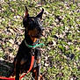Arrow a rejoint le concours — aidez-le/la à gagner de superbes lots ! dog, doberman, puppy, collar, leash, grass, outdoor, sunlight, ears, black_coat, tan_coat, pet, animal, sitting, nature, young, alert, background_blur, daylight, leaves