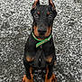 Arrow participe au concours pour gagner de l'argent avec cette photo : doberman, puppy, dog, black, tan, sitting, green_collar, snow, outdoor, asphalt, pet, animal, young, ears_up, alert, cute, portrait, winter, fur, looking_at_camera