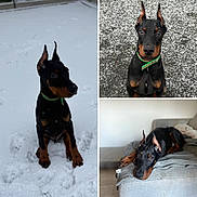Arrow participe au concours pour gagner de l'argent avec cette photo : dog, doberman, puppy, snow, outdoor, indoor, couch, pet, animal, lying_down, sitting, portrait, black_coat, brown_markings, ears_up, collar, floor, blanket, cute, young