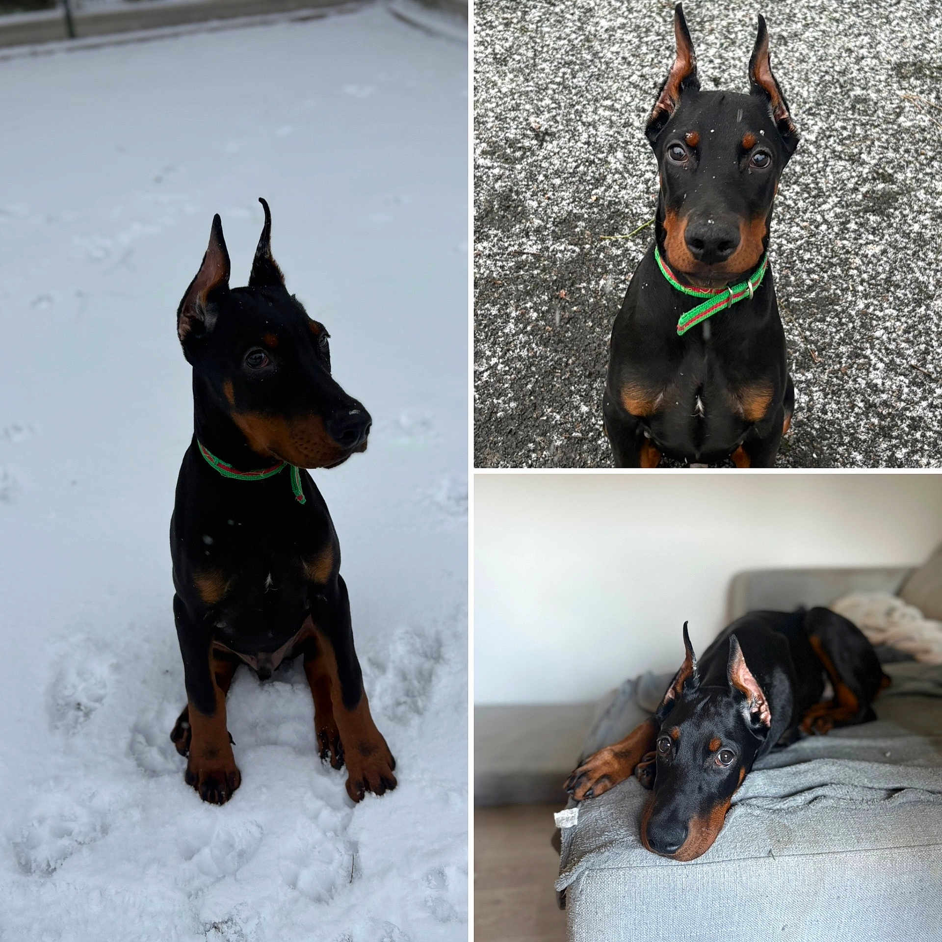 Arrow participe au concours pour gagner de l'argent avec cette photo : dog, doberman, puppy, snow, outdoor, indoor, couch, pet, animal, lying_down, sitting, portrait, black_coat, brown_markings, ears_up, collar, floor, blanket, cute, young