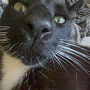 Sox is registered to the contest to win money with this photo: cat, close_up, black_and_white, whiskers, yellow_eyes, pet, animal, indoor, cozy, blanket, fur, curious, face, nose, ears, domestic_cat, feline, cute, portrait, home