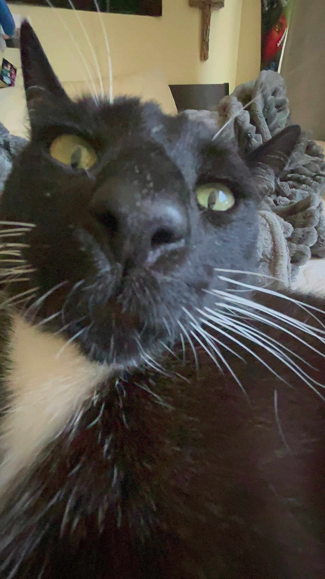 Sox is registered to the contest to win money with this photo: cat, close_up, black_and_white, whiskers, yellow_eyes, pet, animal, indoor, cozy, blanket, fur, curious, face, nose, ears, domestic_cat, feline, cute, portrait, home