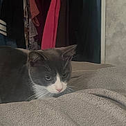 George is registered to the contest to win money with this photo: cat, gray_cat, white_cat, pet, animal, fur, whiskers, blanket, fabric, clothing, hanger, closet, indoor, cozy, curious, resting, bedroom, texture, soft, feline