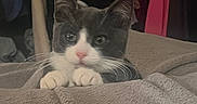 George joined the competition — help win amazing prizes! animal, bedroom, blanket, cat, clothes, cozy, curious, cute, domestic, feline, fur, hanger, indoor, paws, peek, pet, resting, soft, tuxedo_cat, whiskers