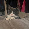 George joined the competition — help win amazing prizes! cat, tuxedo_cat, blanket, cozy, indoor, curious, pet, feline, whiskers, paws, bedroom, clothes, hanger, soft, resting, cute, animal, domestic, fur, peek