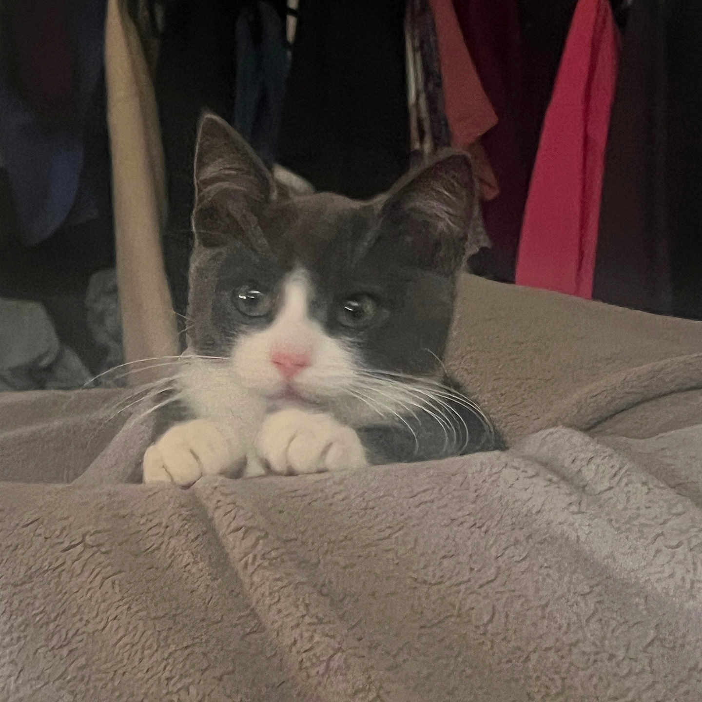 George joined the competition — help win amazing prizes! cat, tuxedo_cat, blanket, cozy, indoor, curious, pet, feline, whiskers, paws, bedroom, clothes, hanger, soft, resting, cute, animal, domestic, fur, peek