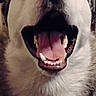 Baby Blu joined the competition — help win amazing prizes! dog, canine, fluffy, white_fur, black_fur, open_mouth, smiling, happy, tongue, teeth, nose, closeup, portrait, indoor, chair, background, pet, animal, funny_expression, vertical_photo