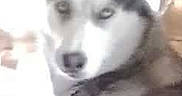 Baby Blu is registered to the contest to win money with this photo: dog, husky, siberian_husky, canine, pet, animal, blue_eyes, pointed_ears, black_and_white, fluffy, fur, sitting, bed, blanket, bedroom, indoor, toy, portrait, looking_at_camera, natural_light