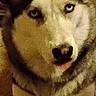 Baby Blu joined the competition — help win amazing prizes! dog, husky, siberian_husky, canine, pet, animal, portrait, close_up, face, mismatched_eyes, blue_eye, brown_eye, pointed_ears, fluffy, fur, snout, nose, indoors, warm_lighting, sitting