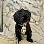 dog, puppy, black_dog, fur, pet, indoor, couch, beige, collar, tag, cute, small_dog, portrait, animal, furry, looking_away, home, domestic_animal, sitting, blurred_background