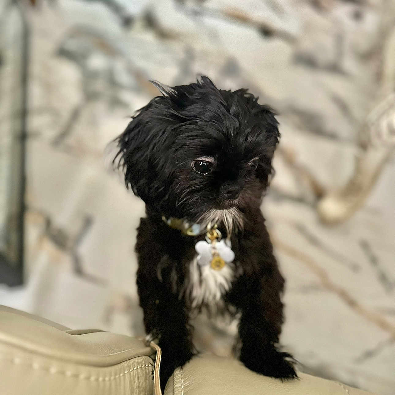Oscar is registered to the contest to win money with this photo: animal, beige, black_dog, blurred_background, collar, couch, cute, dog, domestic_animal, fur, furry, home, indoor, looking_away, pet, portrait, puppy, sitting, small_dog, tag