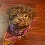 Teddy is registered to the contest to win money with this photo: dog, puppy, brown_fur, bandana, purple_bandana, pet, cute, indoor, wooden_floor, small_dog, looking_up, fur, adorable, animal, companion, domestic_animal, portrait, face, ears, eyes