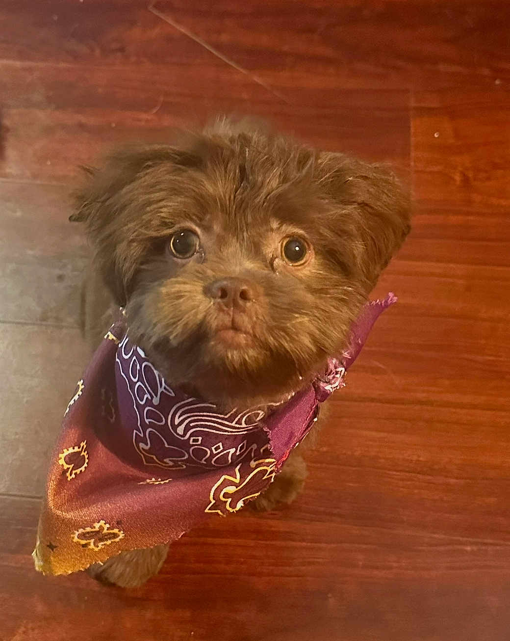 Teddy