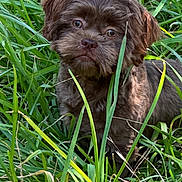 Teddy is registered to the contest to win money with this photo: puppy, dog, grass, greenery, outdoor, pet, animal, fur, cute, nature, young, mammal, canine, face, eyes, ears, whiskers, portrait, curious, playful