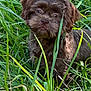 puppy, dog, grass, greenery, outdoor, pet, animal, fur, cute, nature, young, mammal, canine, face, eyes, ears, whiskers, portrait, curious, playful