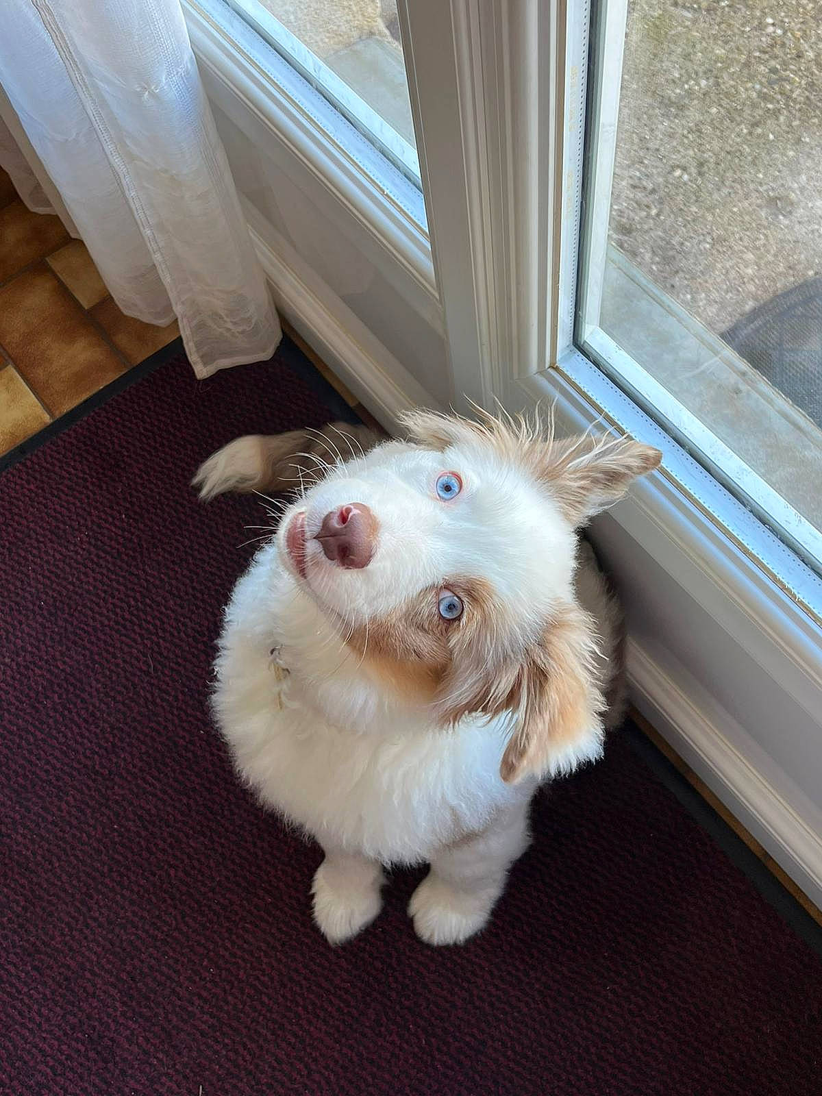 Uchka a rejoint le concours — aidez-le/la à gagner de superbes lots ! carnivore, companion_dog, dog, dog_breed, fawn, felidae, floor, flooring, foot, fur, hardwood, paw, small_to_medium_sized_cats, spitz, sporting_group, tail, toy_dog, whiskers, window, wood