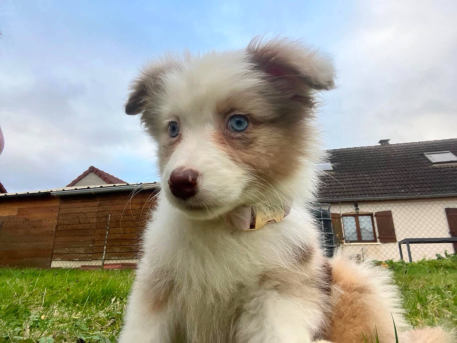 Uchka participe au concours pour gagner de l'argent avec cette photo : ancient_dog_breeds, canidae, carnivore, cloud, companion_dog, dog, dog_breed, fur, grass, non_sporting_group, plant, sky, terrestrial_animal, terrier, toy_dog, whiskers, window, working_animal, working_dog