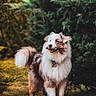 Huchka participe au concours pour gagner de l'argent avec cette photo : australian_shepherd, autumn, blue_eye, bone, brown_and_white, bush, collar, dog, fur, grass, happy, muzzle, nature, outdoor, park, pet, playing, portrait, standing, tail